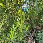 Acacia confusa Lehti