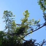 Araucaria cunninghamii Folha