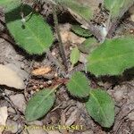 Hieracium bifidum Habitat