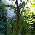 Dracunculus vulgaris Fuelha