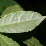 Sorocea affinis Leaf