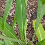 Stokesia laevis Leaf