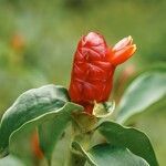 Costus spicatus Flor