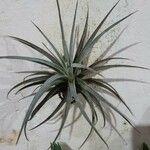 Tillandsia pohliana 葉