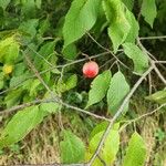 Prunus americana Frucht