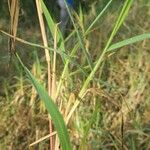 Panicum repensList