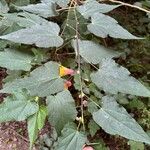 Abutilon spp. Deilen