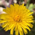 Hypochaeris radicata Blüte
