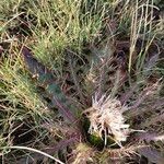 Cirsium esculentum