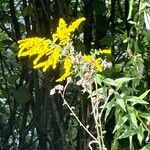 Solidago juncea Květ