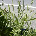 Volutaria muricata Likasa