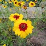 Coreopsis tinctoria फूल