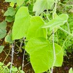 Passiflora menispermifolia Leaf