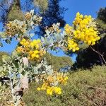 Acacia podalyriifolia Flor