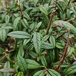 Cotoneaster salicifolius Habit