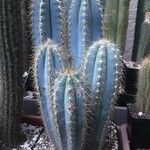 Pilosocereus pachycladus Hostoa