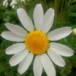 Anthemis cotula Цвят