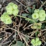 Valeriana vesicaria Ffrwyth