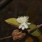 Psidium guineense 花