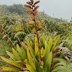 Guzmania plumieri Plante entière