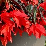 Begonia pendula Květ