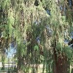 Cupressus pendula Sonstige