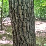 Oxydendrum arboreum кора