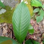Minquartia guianensis Hostoa