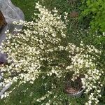 Cytisus multiflorus Flower