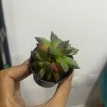 Echeveria agavoidesFolha