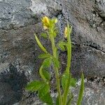 Cleome viscosa Λουλούδι