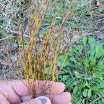 Hypericum gentianoides Leaf