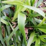 Juncus pygmaeus Blad