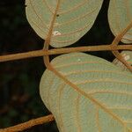Lonchocarpus ferrugineus Flor