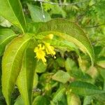 Diervilla lonicera Flower