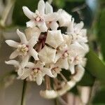 Hoya australis Kwiat