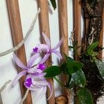 Cattleya intermedia