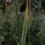 Elymus repens পাতা