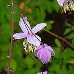 Thalictrum delavayi Кветка