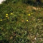 Krigia dandelion Habit