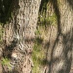 Acer macrophyllum Casca