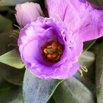 Eustoma grandiflorum Fleur