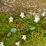 Arenaria balearica Hábito