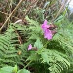 Silene dioicaFlower