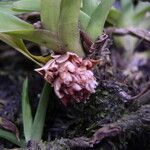 Ancistrorhynchus metteniae Flower