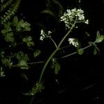 Valeriana lapathifolia Flower