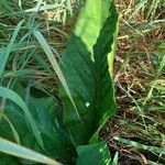 Lysichiton americanusBlad