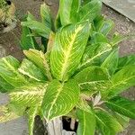 Dieffenbachia oerstedii Hoja