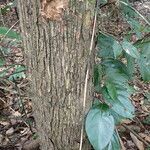 Osodendron altissimum Bark