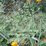 Tithonia rotundifolia ᱛᱟᱦᱮᱸ